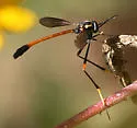 Systropus arizonicus - photo 2
