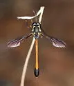 Systropus arizonicus - photo 4