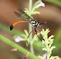Systropus arizonicus - photo 5