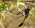 Systropus bicornis - photo 2