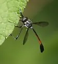 Systropus macer - photo 2