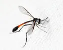 Systropus macer - photo 4