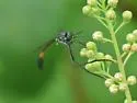 Systropus macer - photo 5