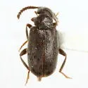 Syzeton ater
