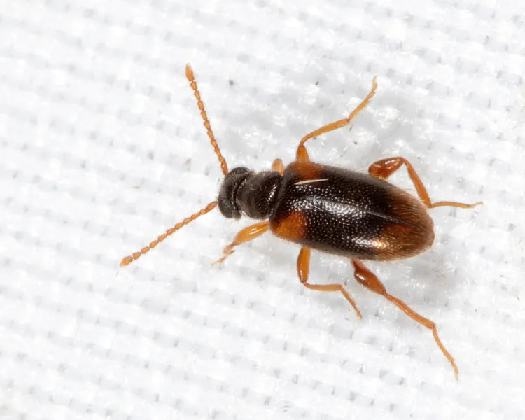 Syzeton fasciatus