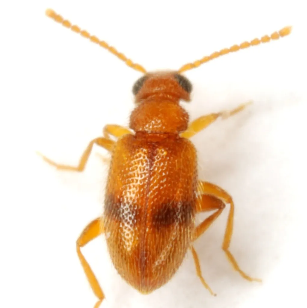 Syzeton pallidus - photo 2