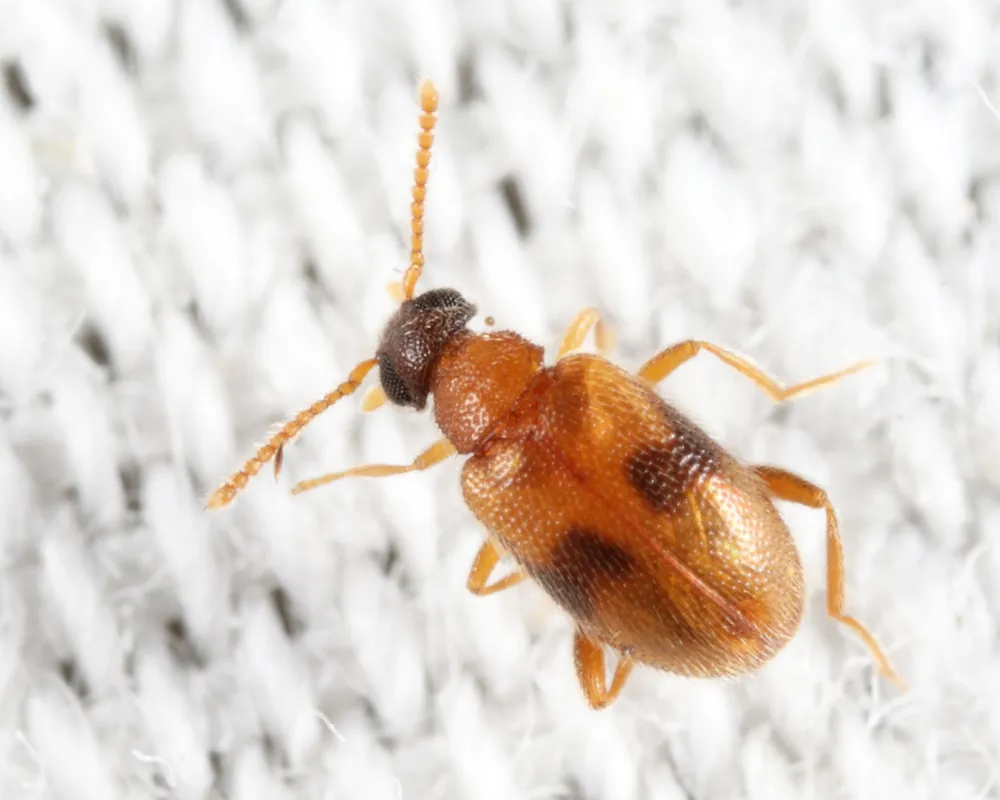 Syzeton subfasciatus