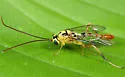 Syzeuctus comptus