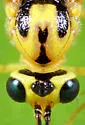 Syzeuctus comptus - photo 4