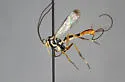 Syzeuctus comptus - photo 5