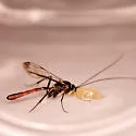 Syzeuctus diplolepis