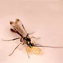 Syzeuctus diplolepis - photo 2