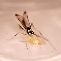 Syzeuctus diplolepis - photo 3