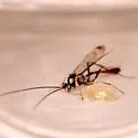 Syzeuctus diplolepis - photo 4