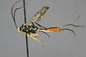 Syzeuctus elegans