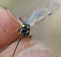 Syzeuctus eximius - photo 2