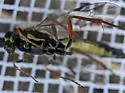 Syzeuctus eximius - photo 3