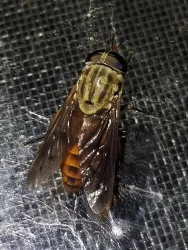 Tabanus abdominalis