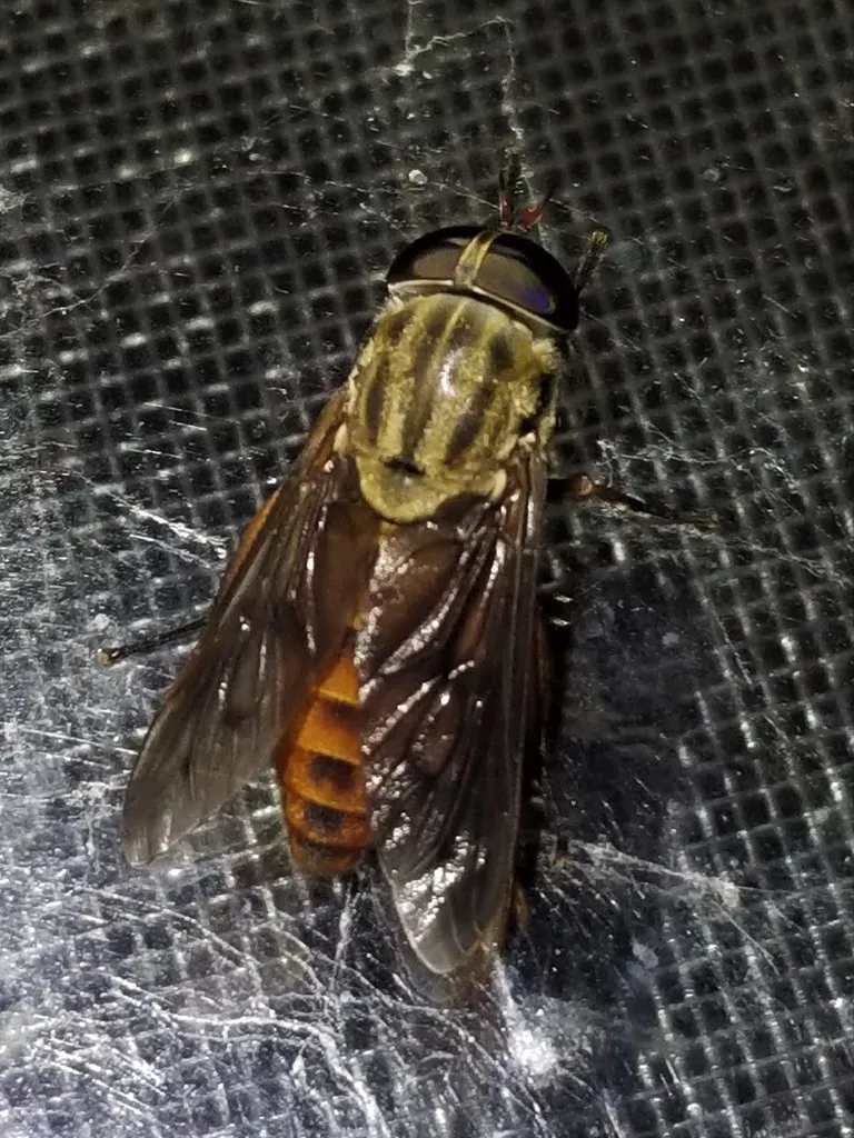 Tabanus abdominalis - photo 2
