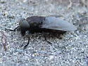 Tabanus aegrotus - photo 3