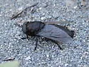 Tabanus aegrotus - photo 4
