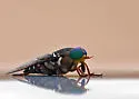 Tabanus americanus - photo 2