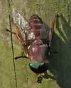 Tabanus americanus - photo 3
