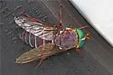 Tabanus americanus - photo 4