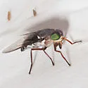 Tabanus americanus - photo 5