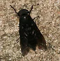 Tabanus aranti