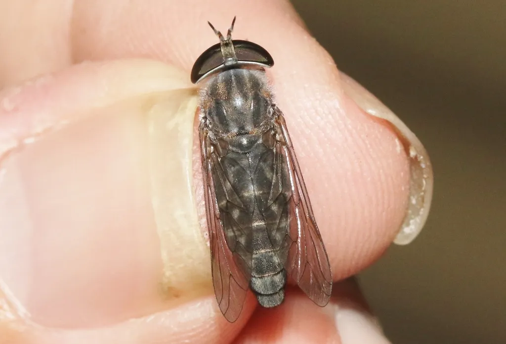Tabanus caenosus - photo 2