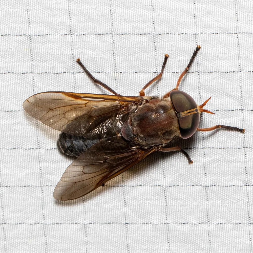 Tabanus calens - photo 2