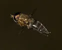 Tabanus catenatus - photo 2