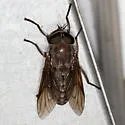 Tabanus catenatus - photo 3