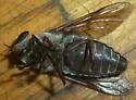 Tabanus catenatus - photo 4