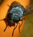 Tabanus catenatus - photo 5