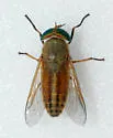 Tabanus conterminus - Tabanus conterminus