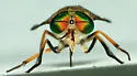 Tabanus conterminus - photo 2