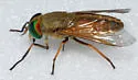 Tabanus conterminus - photo 3