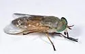 Tabanus conterminus - photo 4