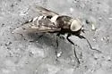 Tabanus cymatophorus - photo 2