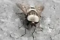 Tabanus cymatophorus - photo 3
