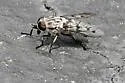 Tabanus cymatophorus - photo 4