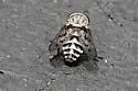 Tabanus cymatophorus - photo 5