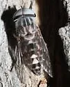Tabanus dorsifer - photo 2