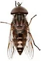 Tabanus dorsifer - photo 4