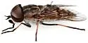 Tabanus dorsifer - photo 5