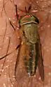 Tabanus eadsi - Tabanus eadsi