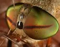 Tabanus eadsi - photo 2