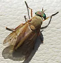 Tabanus eadsi - photo 3